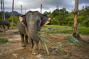 象岛, 泰国